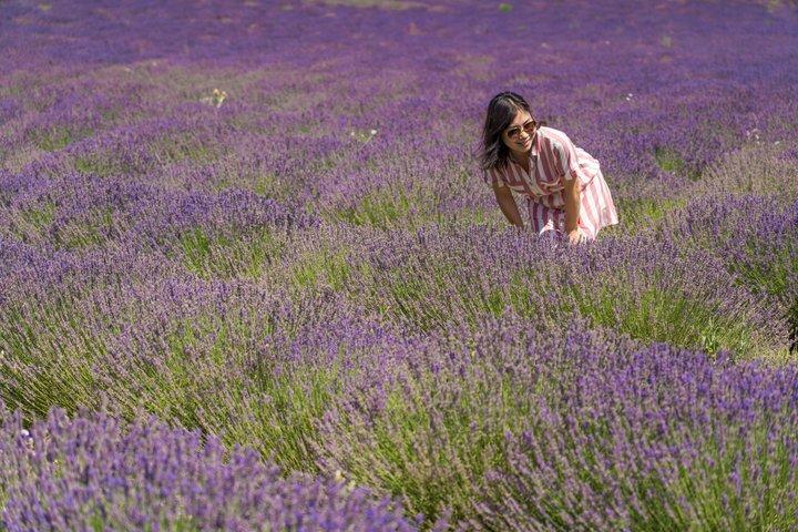 Lavendel i Sault Small Group Half-Day Trip
