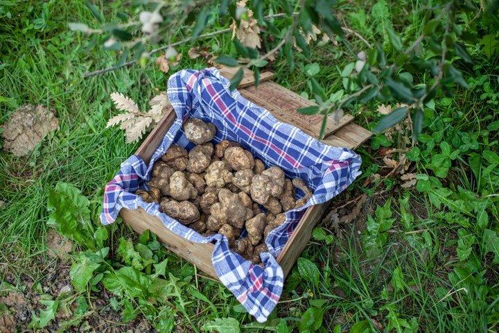 Chasse à la truffe en Toscane : une aventure culinaire
