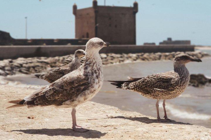 マラケシュからエッサウイラへの日帰り旅行