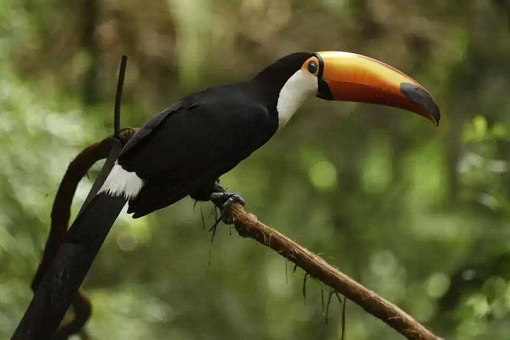 フォズ・デ・イグアスブラジルの滝とバードパーク