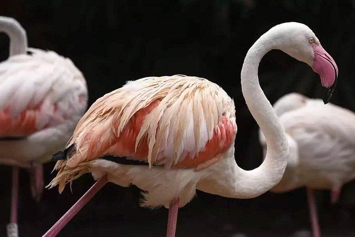 フォズ・デ・イグアスブラジルの滝とバードパーク
