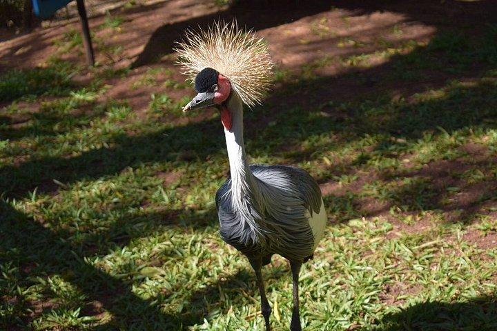 フォズ・デ・イグアスブラジルの滝とバードパーク