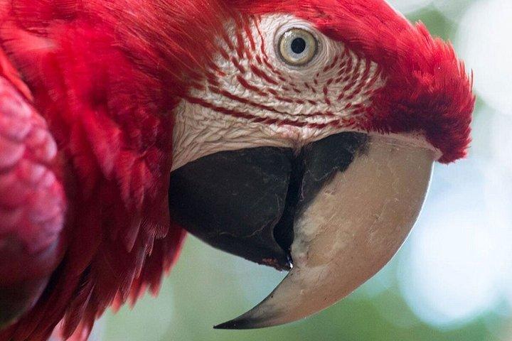 フォズ・デ・イグアスブラジルの滝とバードパーク