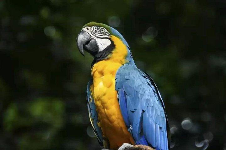フォズ・デ・イグアスブラジルの滝とバードパーク