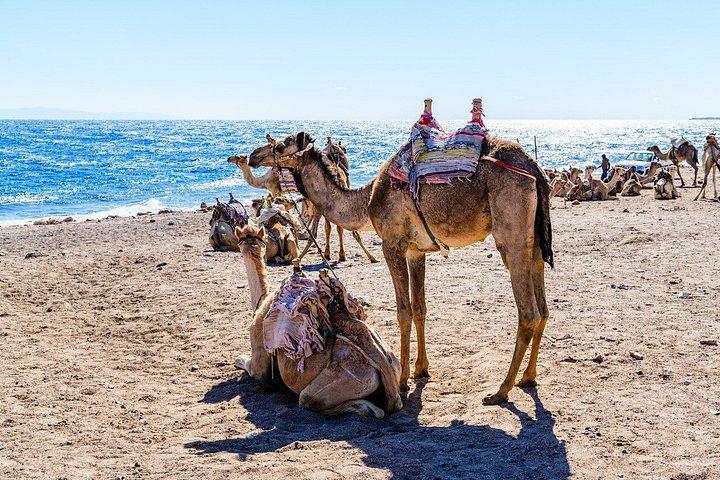 Sharm El-Sheikh : ブルーホール、キャニオン＆ダハブへのジープアドベンチャー