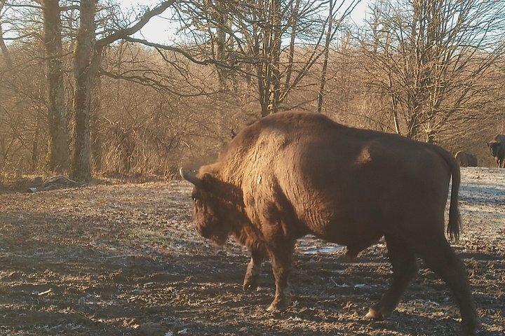 トランシルバニア山頂とプレデターによる3日間の探検