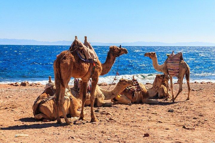 Sharm El-Sheikh : ブルーホール、キャニオン＆ダハブへのジープアドベンチャー