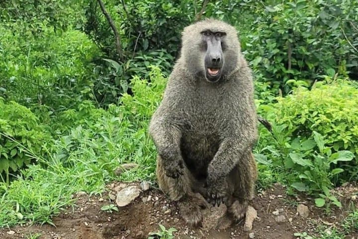 Buffelsfontein game reserve And Bird watching At West Coast Park