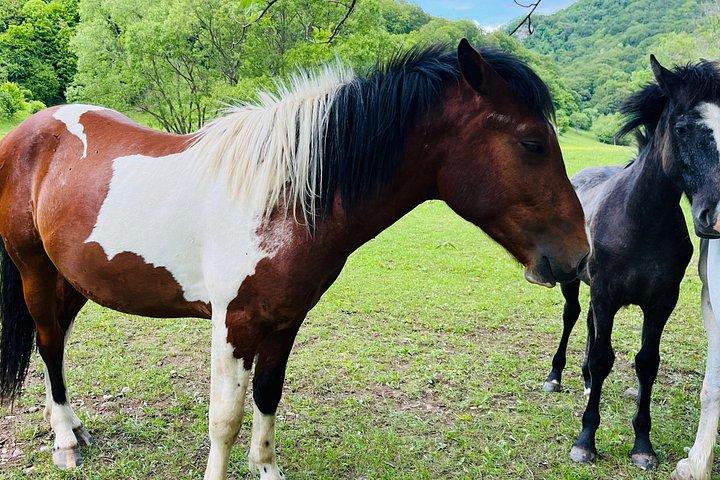 トランシルバニア山頂とプレデターによる3日間の探検