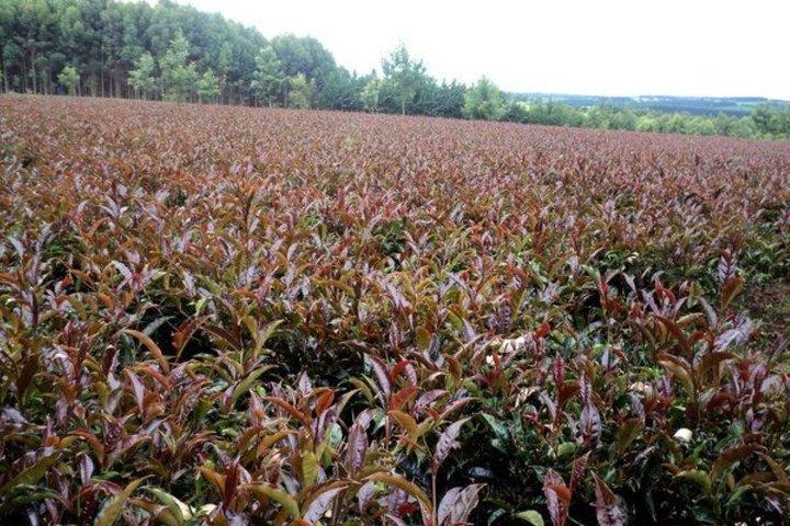 Excursion d'une journée à Gatura Greens Purple Tea Farm