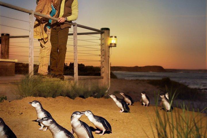 ペンギンパレードプレミアムビューを含むメルボルンからのプライベートフィリップ島の日帰り旅行