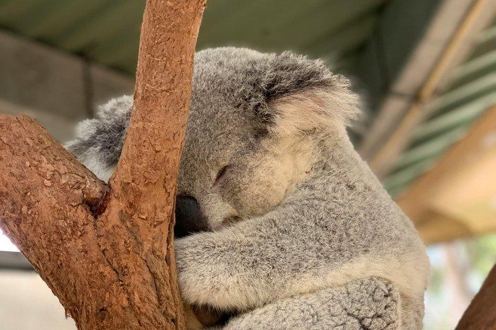 ペンギンパレードプレミアムビューを含むメルボルンからのプライベートフィリップ島の日帰り旅行