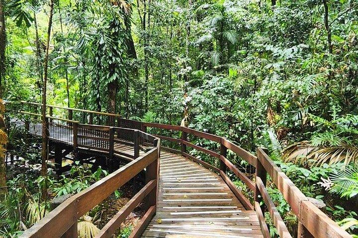 Private Daintree Wanderer Tour