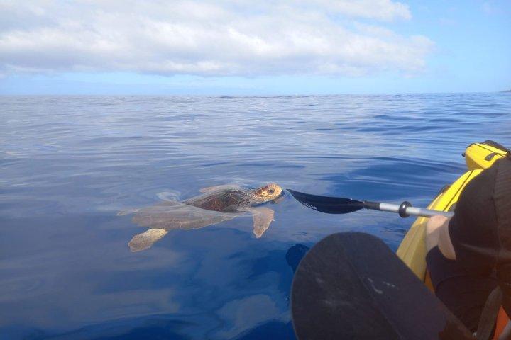 テネリフェ島でのガイド付きカヤックとシュノーケリングアドベンチャー