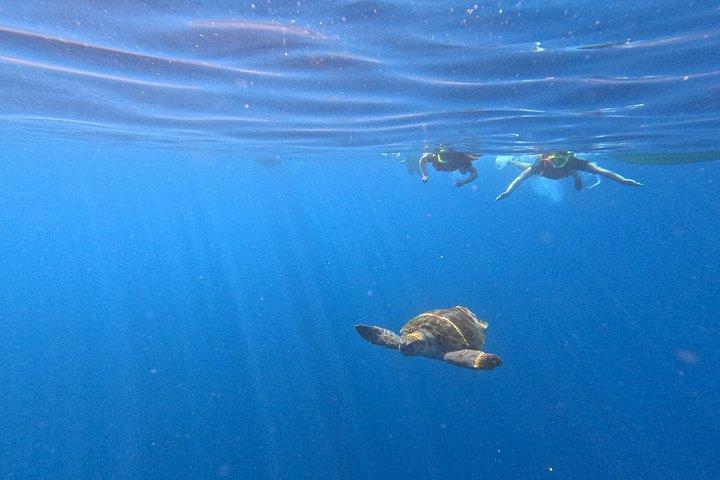 テネリフェ島でのガイド付きカヤックとシュノーケリングアドベンチャー