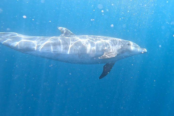 テネリフェ島でのガイド付きカヤックとシュノーケリングアドベンチャー