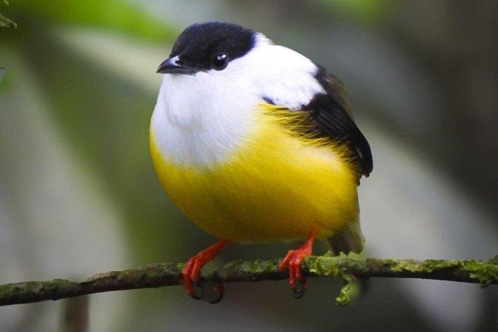 テノリオ火山国立公園リオセレステの滝へのハイキング