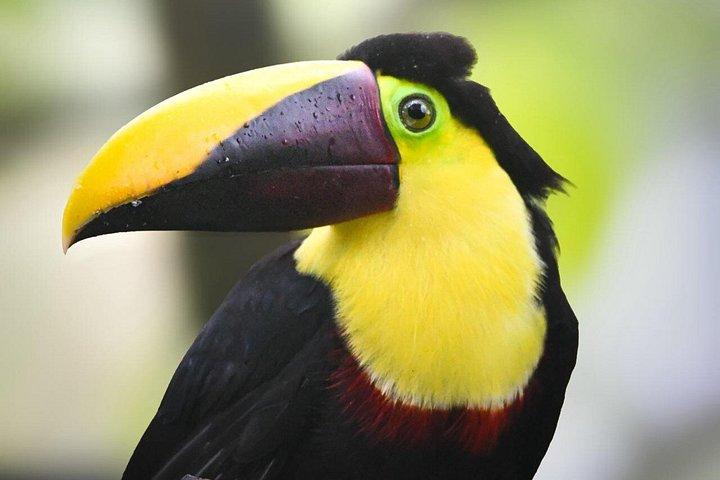 テノリオ火山国立公園リオセレステの滝へのハイキング