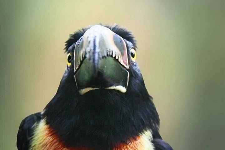 テノリオ火山国立公園リオセレステの滝へのハイキング