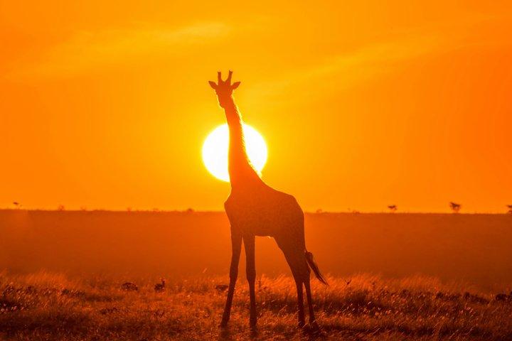 叙事詩5 - Day Kenya Safari – Big Five Experience