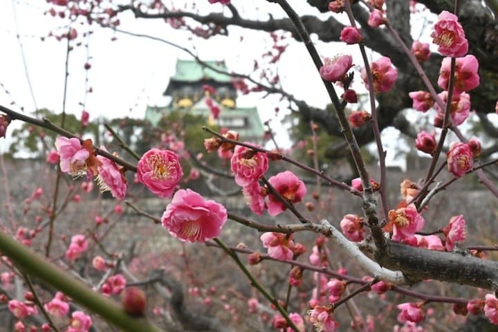 Osaka Castle Walking Tour and Castle Tower Admission