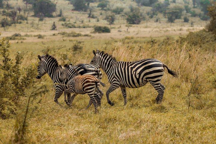 5 giorni Akagera e Parco Nazionale dei Vulcani