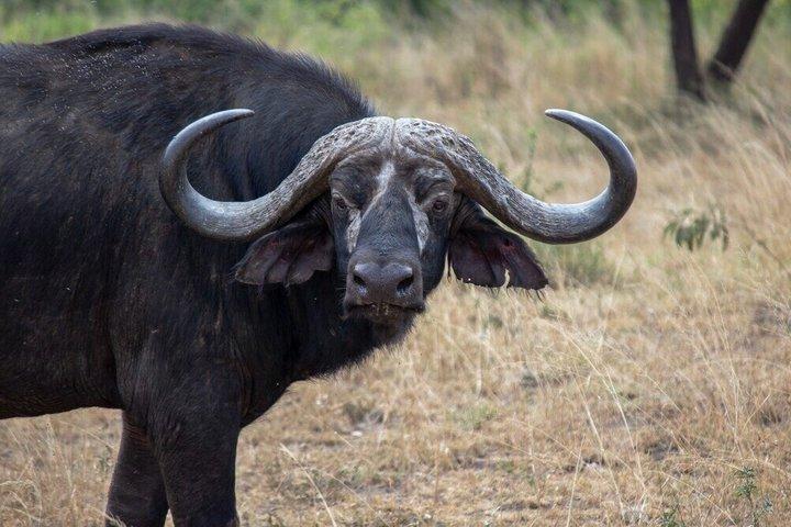 14-Day Combined Kenya And Tanzania Relaxed Luxury safari