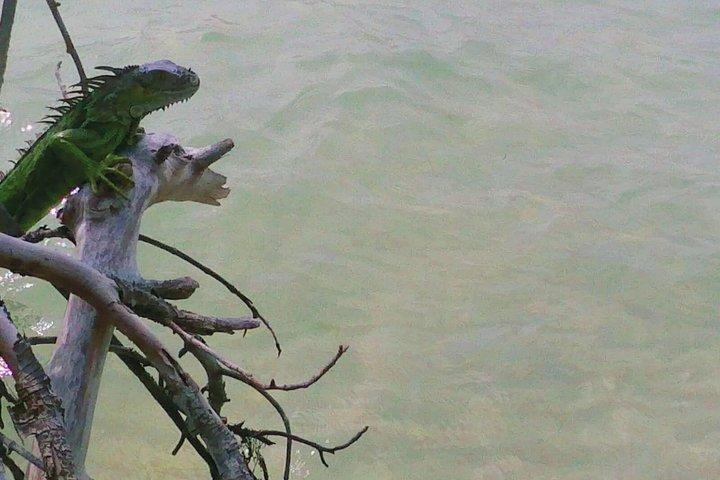 Miami Shared Small-Group Boat Tour: River, Bay & Skyline Views