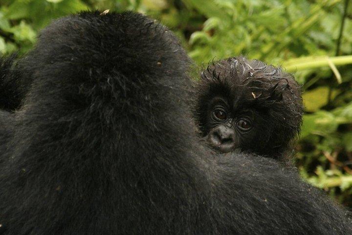 14 Day Gorilla Trekking Kenya Tanzania and Beach Holiday