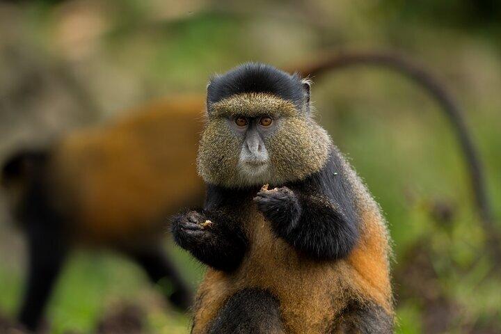 14 Day Gorilla Trekking Kenya Tanzania and Beach Holiday