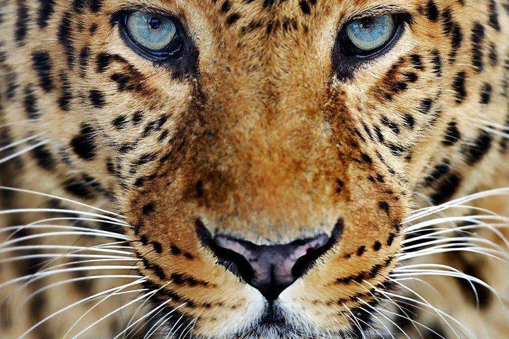 Yala National Park Private Jeep Safari com entrada