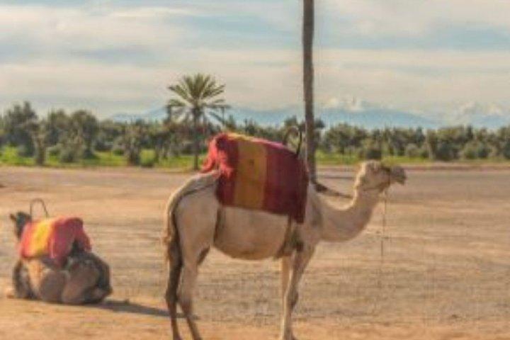 Tour per piccoli gruppi da Marrakech a Agafay