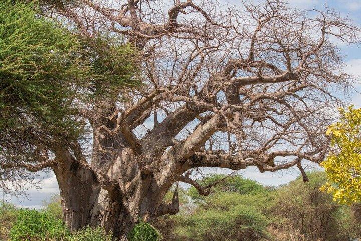 14 giorni Safari in Kenya e Tanzania