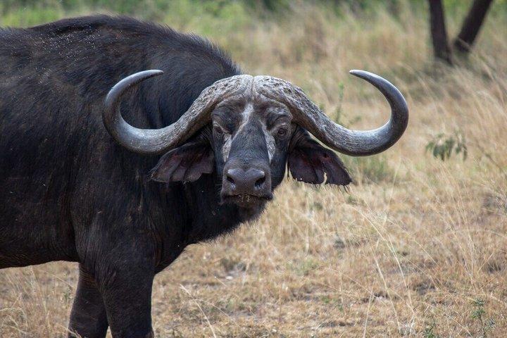 14 giorni Safari in Kenya e Tanzania
