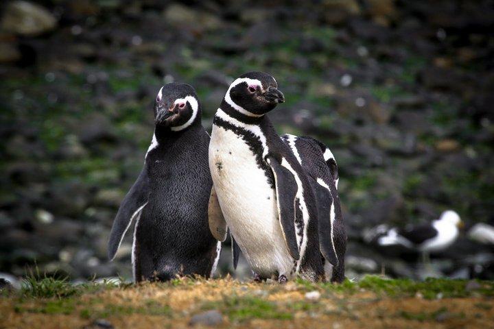 マグダレナ島ナビゲーションでペンギンと歩くプンタアレナス