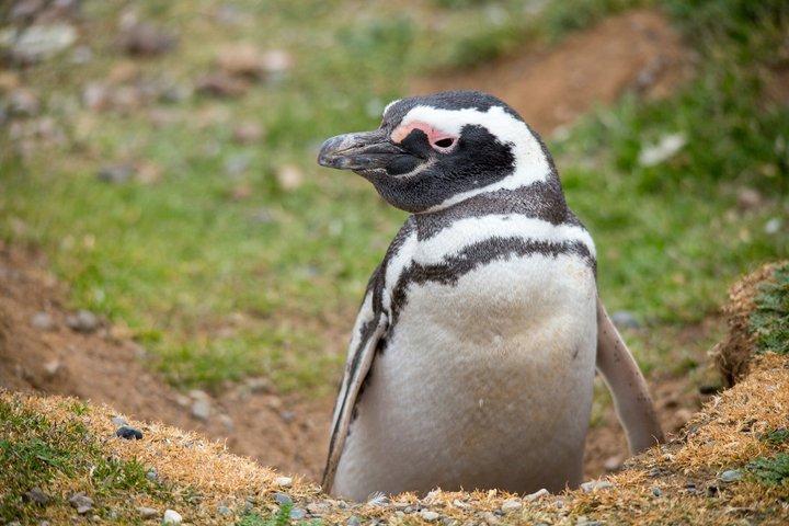 マグダレナ島ナビゲーションでペンギンと歩くプンタアレナス