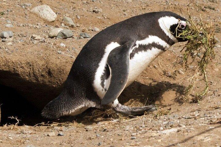 マグダレナ島ナビゲーションでペンギンと歩くプンタアレナス