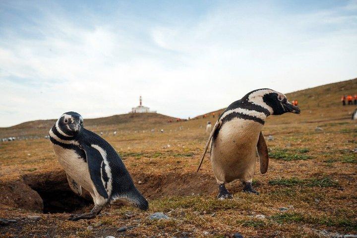 マグダレナ島ナビゲーションでペンギンと歩くプンタアレナス