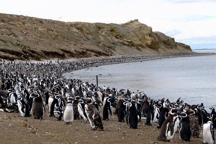 マグダレナ島ナビゲーションでペンギンと歩くプンタアレナス