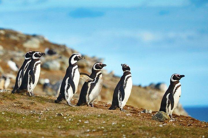 マグダレナ島ナビゲーションでペンギンと歩くプンタアレナス