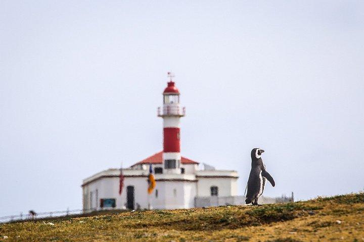 マグダレナ島ナビゲーションでペンギンと歩くプンタアレナス