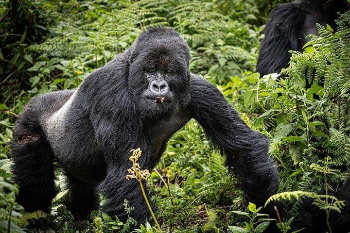 1 Day Gorilla Trekking Safari Tour
