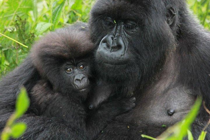 1 Day Gorilla Trekking Safari Tour
