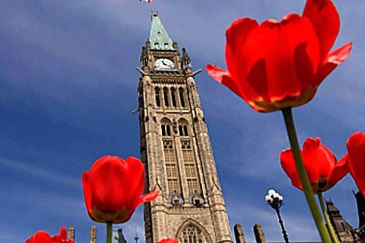 Tour panorámico del Festival de Tulipanes de Ottawa 1 hora 30 minutos