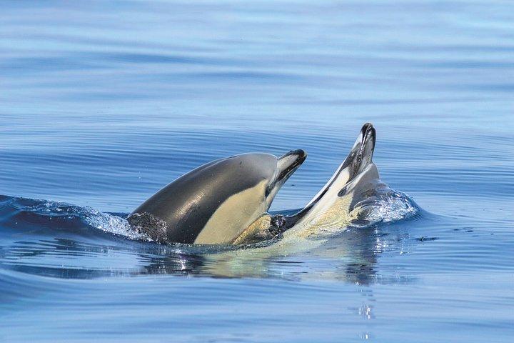 Portimao : イルカ＆洞窟-カタマランウィットン海洋生物学者