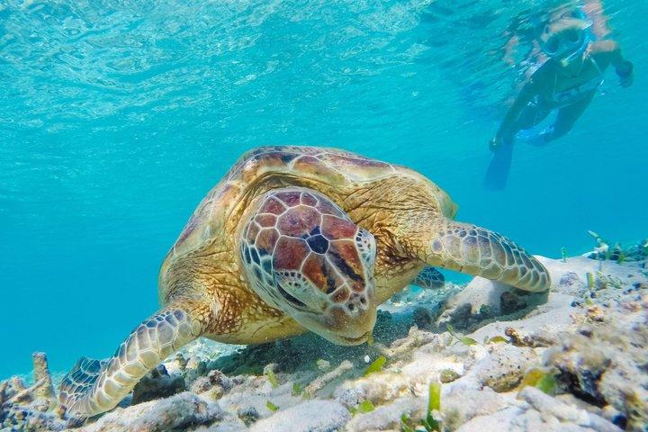 Daymaniyat Islands Snorkeling da Mascate – Riserva Marina