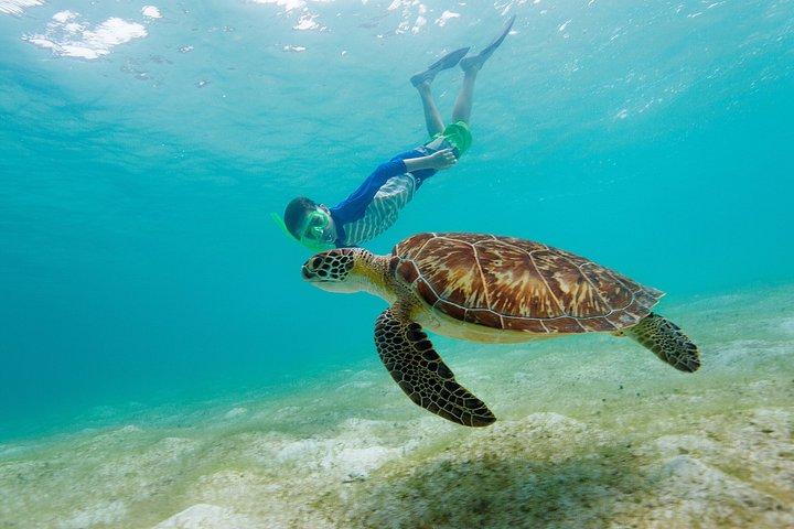 マスカット発デイマニヤット諸島シュノーケリング 海洋保護区