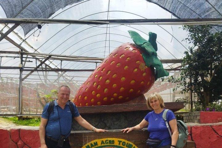 Cameron Highland Tagestour von Kuala Lumpur