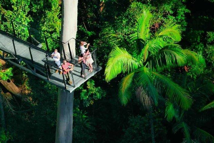 Gold Coast : HOHO - Paseo aéreo por la selva tropical de Tamborine + Cuevas de Gusanos Luminosos