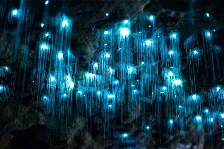 ゴールドコースト：HOHO - タンボリン熱帯雨林スカイウォーク+グローワームケーブ